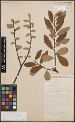 Foto von Salix cinerea L.